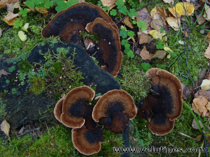 Ischnoderma benzoinum