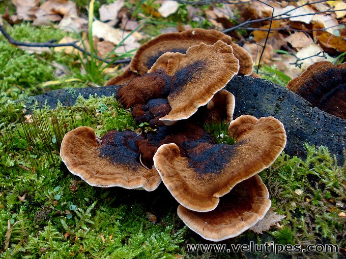 Ischnoderma benzoinum