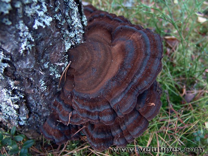 Ischnoderma benzoinum