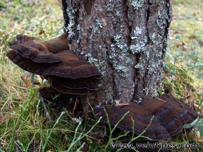 Ischnoderma benzoinum