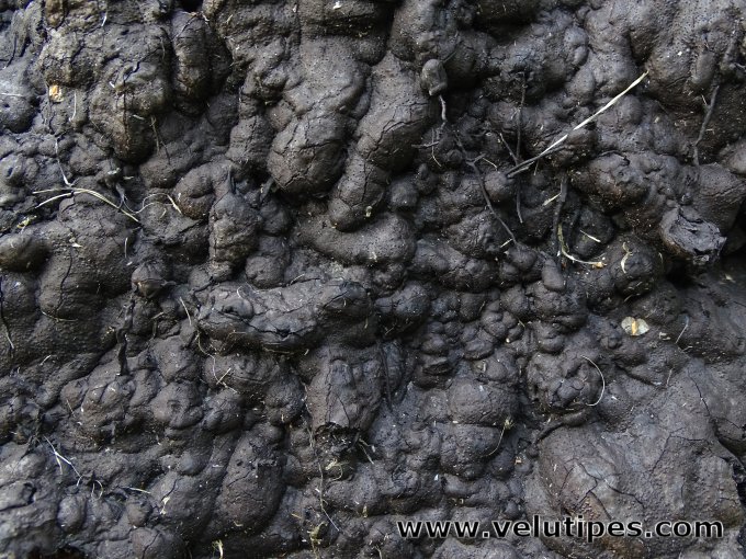 Kretzschmaria deusta