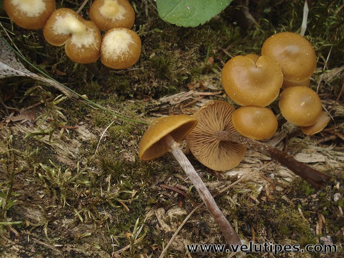 Kuehneromyces lignicola