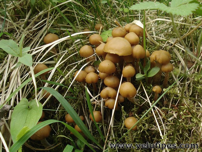 Kuehneromyces lignicola