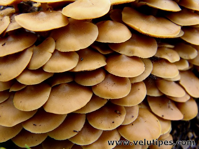 Kuehneromyces lignicola