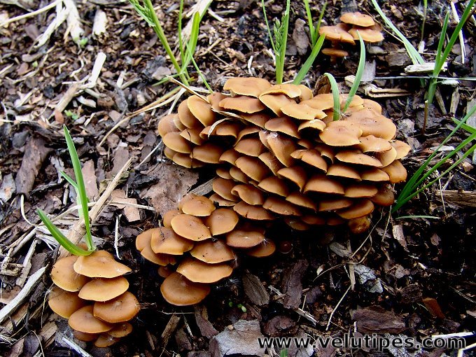 Kuehneromyces lignicola