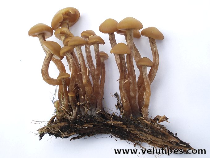 Kuehneromyces lignicola