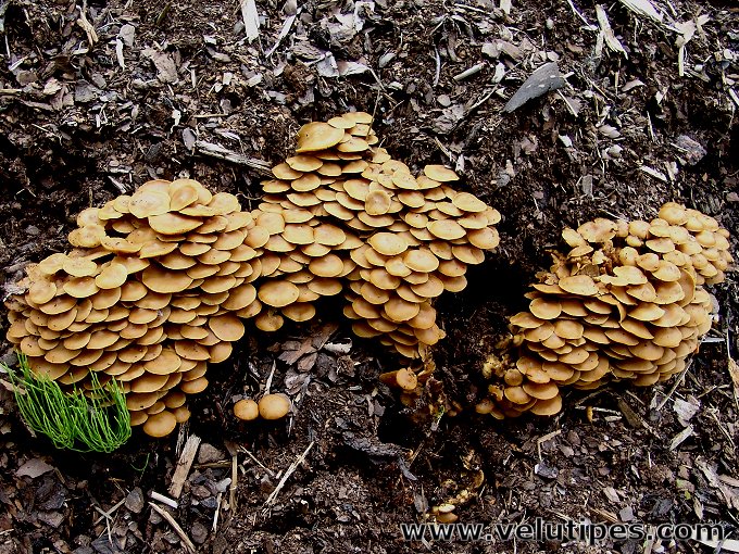 Kuehneromyces lignicola