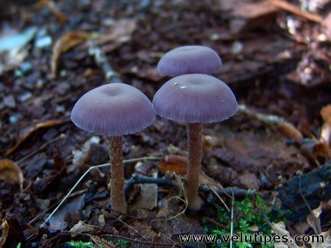 Laccaria amethystina