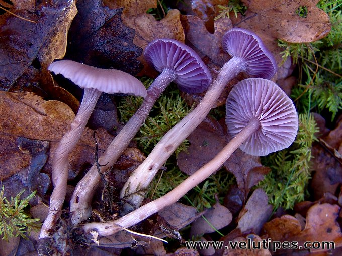 Laccaria amethystina