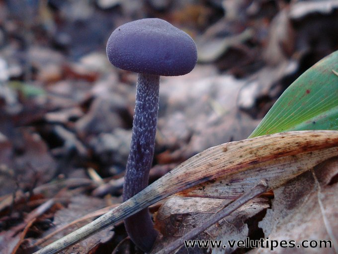 Laccaria amethystina