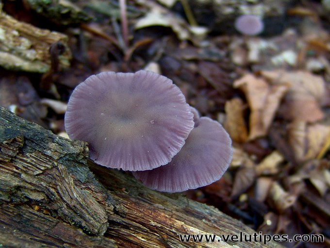 Laccaria amethystina