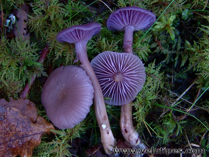 Laccaria amethystina
