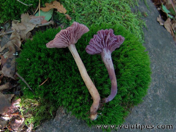 Laccaria amethystina