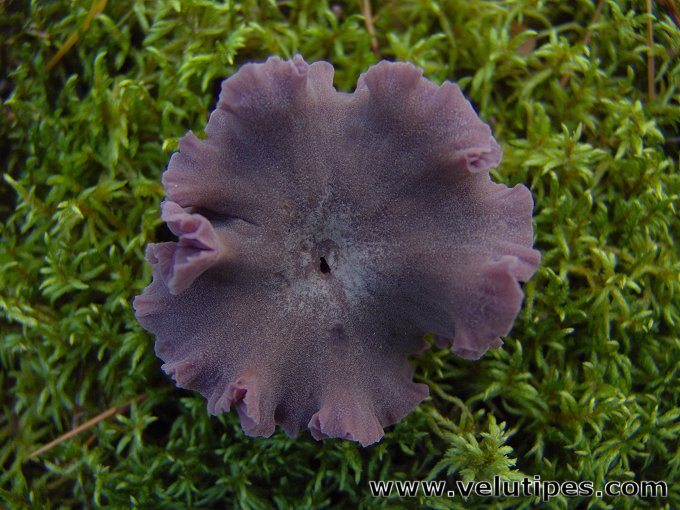 Laccaria amethystina