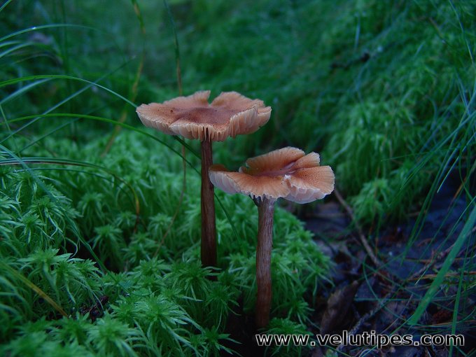 Laccaria bicolor