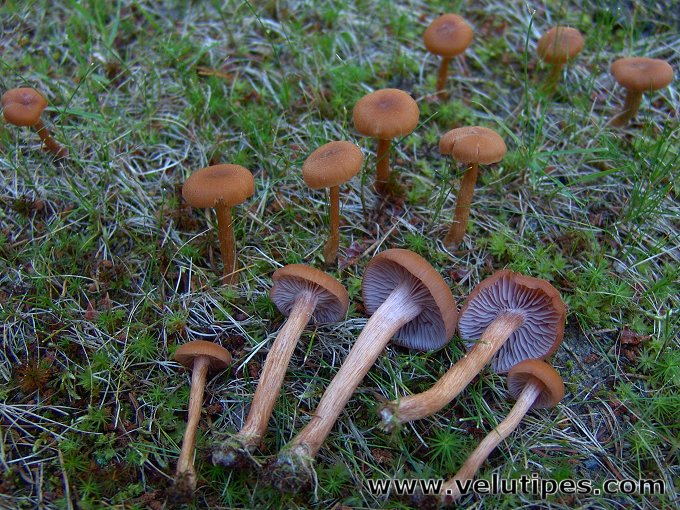 Laccaria bicolor