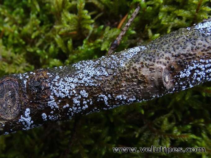 Lachnella alboviolascens