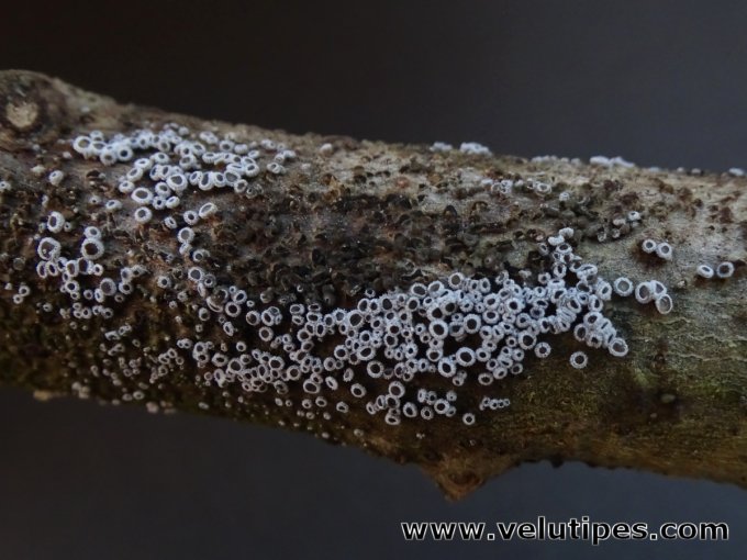 Lachnella alboviolascens