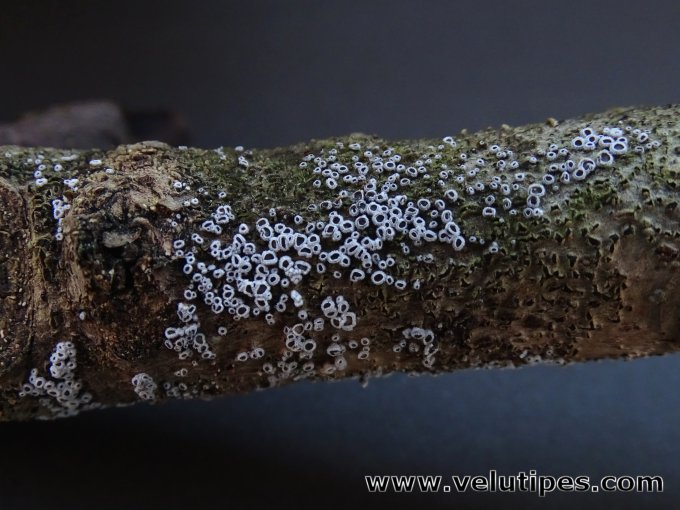 Lachnella alboviolascens