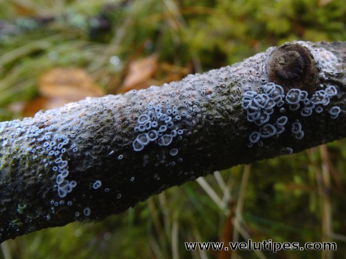 Lachnella alboviolascens