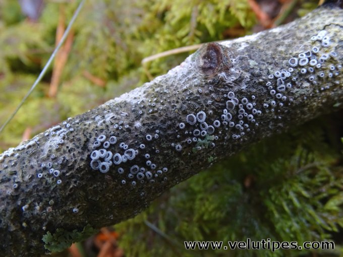 Lachnella alboviolascens