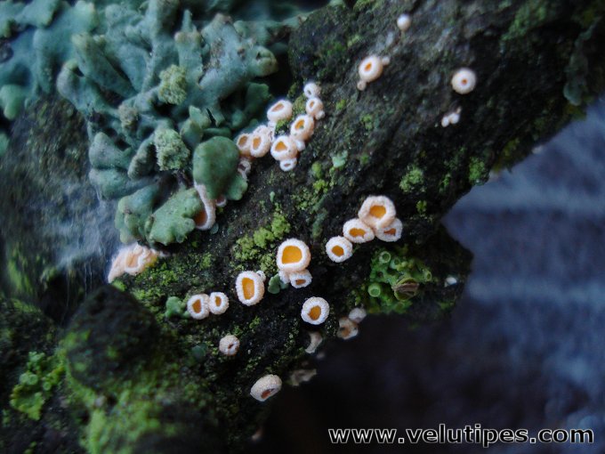  Lachnellula occidentalis 