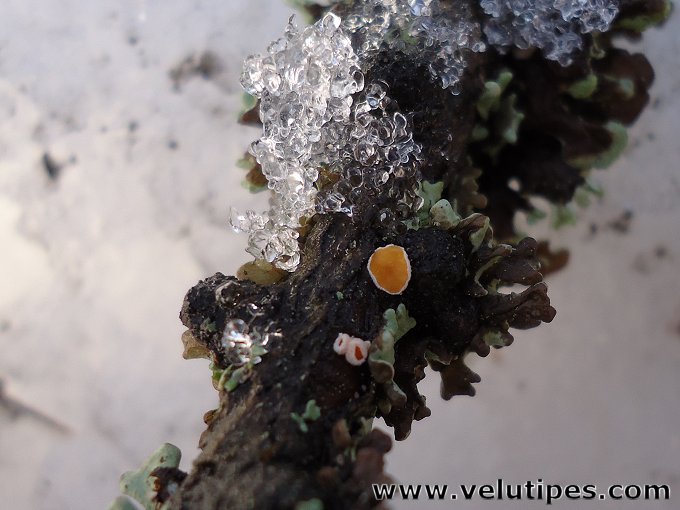  Lachnellula occidentalis 