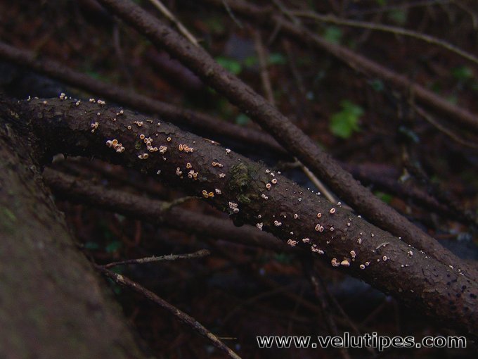 Lachnellula subtilissima