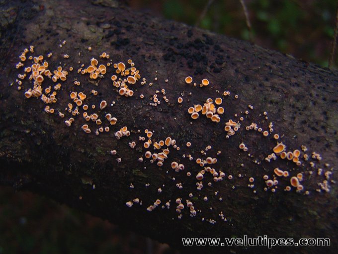 Lachnellula subtilissima