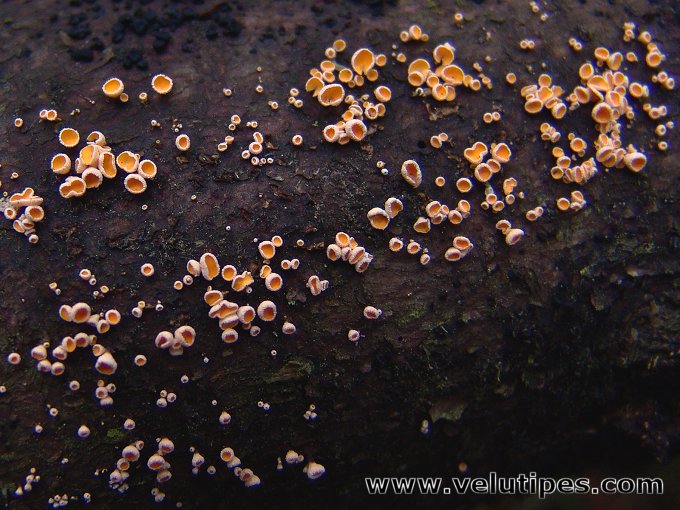Lachnellula subtilissima