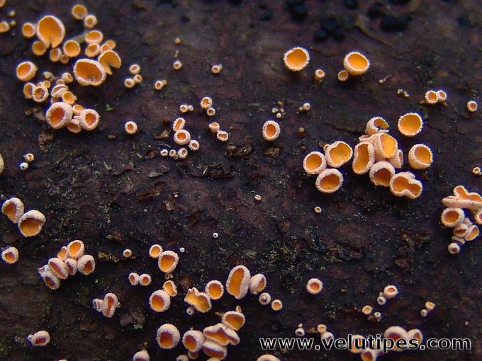 Lachnellula subtilissima