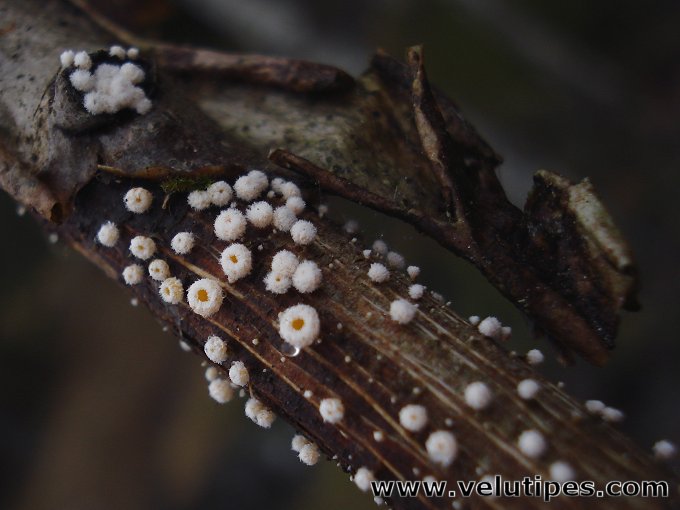 Lachnum bicolor