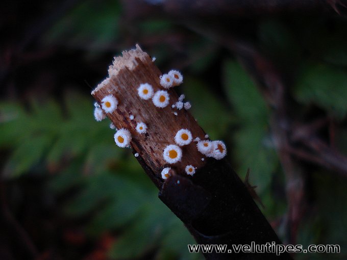 Lachnum bicolor
