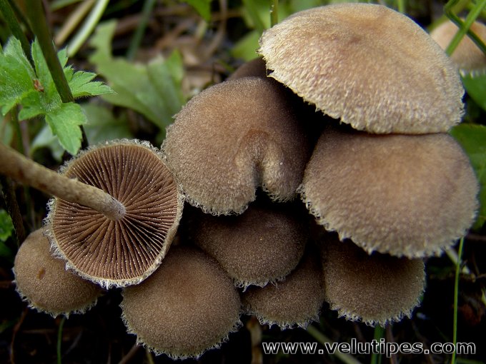 Lacrymaria lacrymabunda