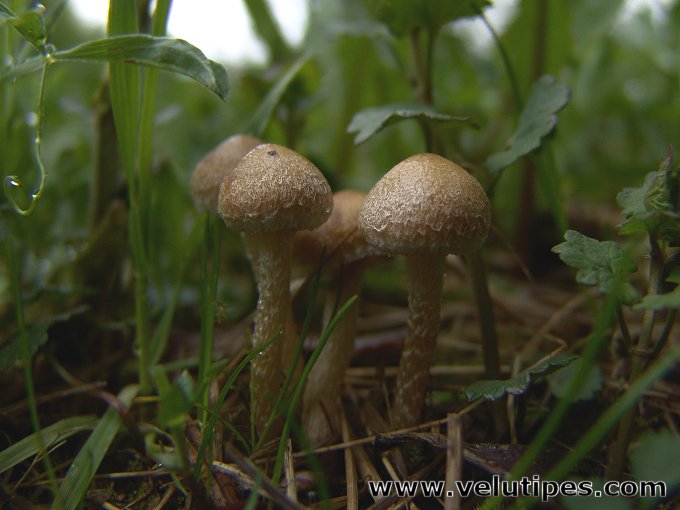 Lacrymaria lacrymabunda