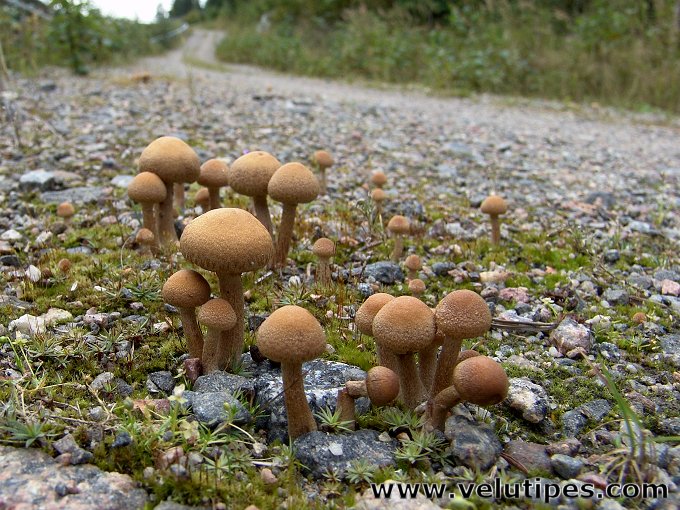 Lacrymaria lacrymabunda