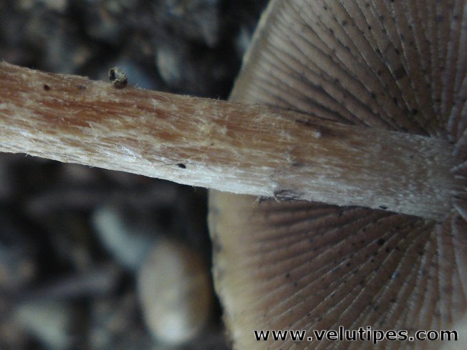 Lacrymaria lacrymabunda