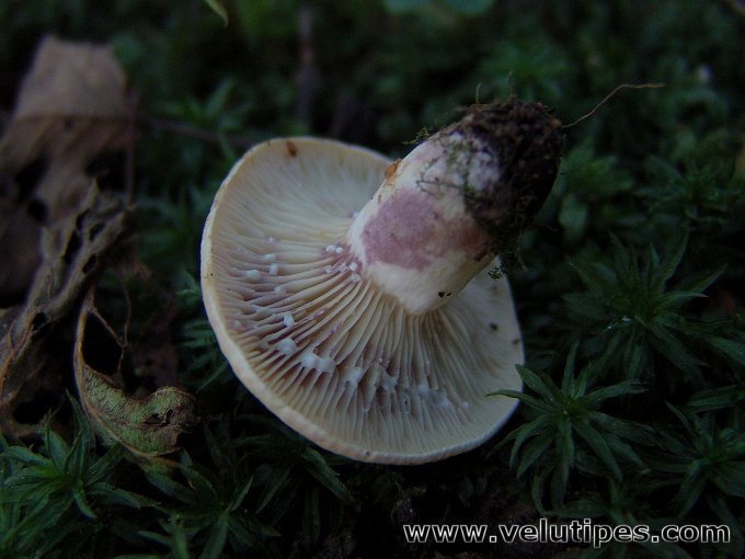 Lactarius aspideus