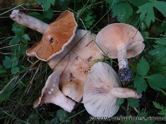 Lactarius aspideus