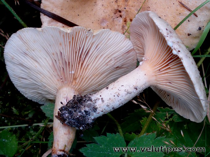 Lactarius aspideus