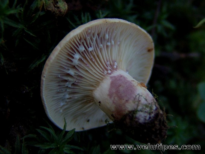 Lactarius aspideus