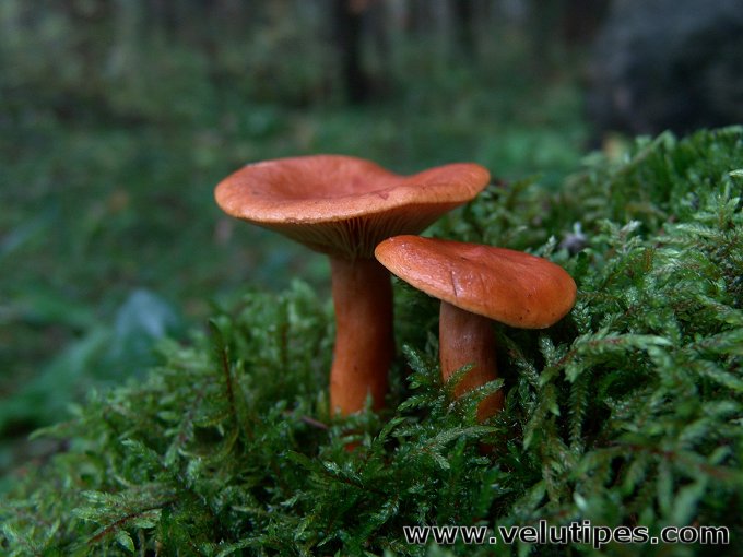 Lactarius aurantiacus