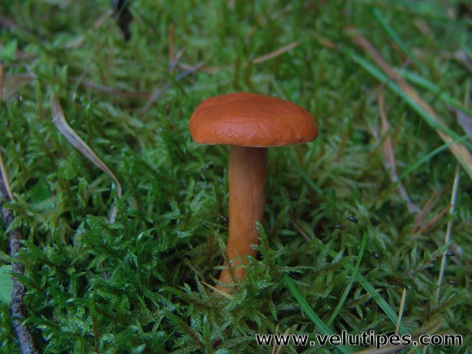Lactarius aurantiacus