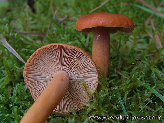 Lactarius aurantiacus