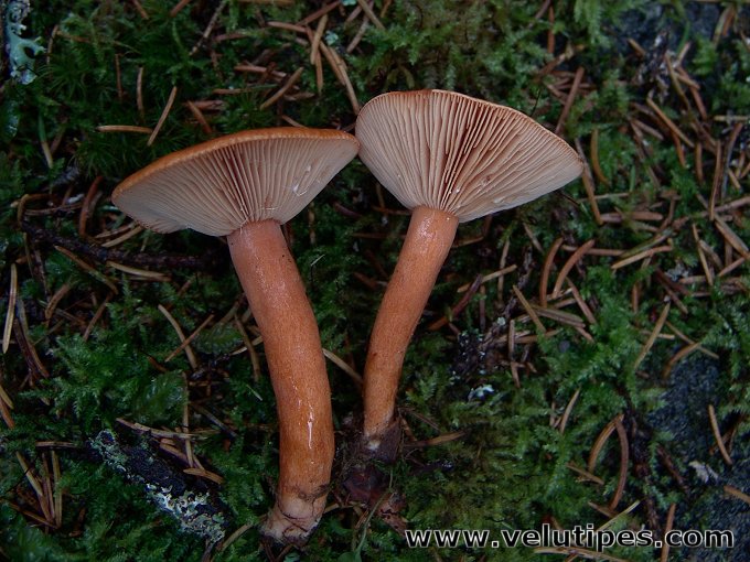 Lactarius aurantiacus