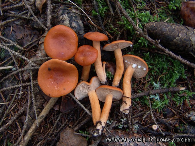 Lactarius aurantiacus