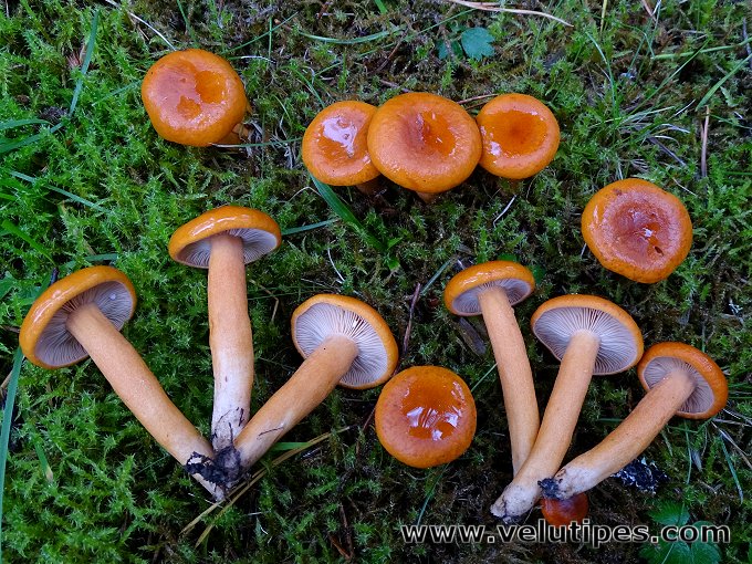 Lactarius aurantiacus