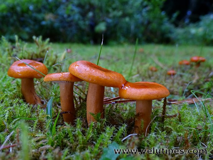 Lactarius aurantiacus