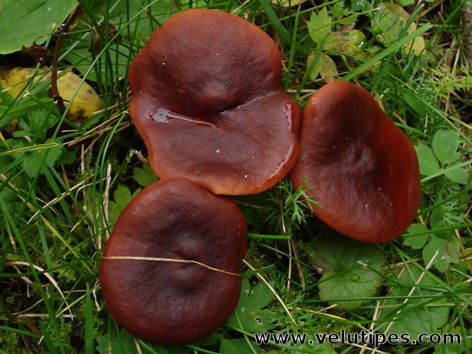  Lactarius badiosanguineus 