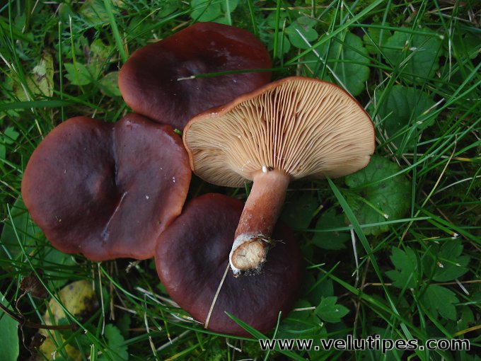  Lactarius badiosanguineus 